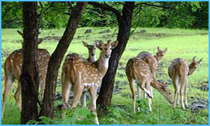 Uttarakhand-Wildlife-Tour-Packages
